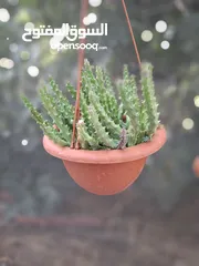  5 ورود وأشجار جميع الاشكال