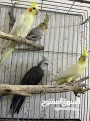  1 عصفير كوكتيل