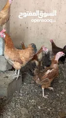  1 دجاج بياضات تبارك الله