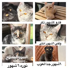  5 قطوة سكوتش فولد نثية