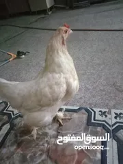  2 دجاج مظربه سعر 15 بصره مشراك جديد