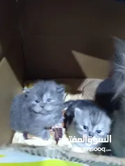  1 قطتين النوع هملايا راغ دول حلوين ماشاء الله عليهم