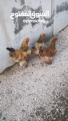  1 موجود 3جاجات و4ديوك براها في سحاب شغالات
