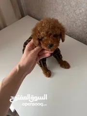  6 Toy poodle puppies for free adoption.