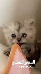  2 Cute baby kitten