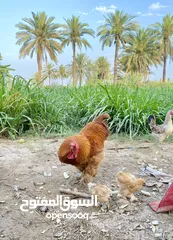  4 ديك كوشن للبيع