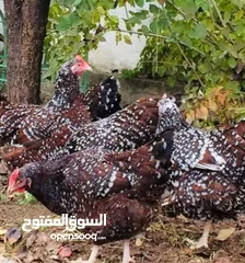  12 بيض سلالات دجاج نادره مستورده