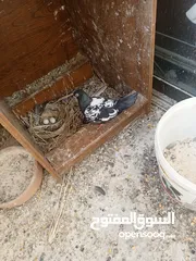  3 جوز مزهورات سود