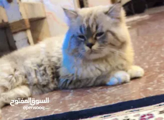  2 قطه شيرازي البيع اسمه جاكي الاعوبه  