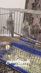  1 اللهم صل وسلم وبارك على سيدنا وحبيبنا محمد  للبيع بغبغاء كوكتيل العمر تسعين يوم    مفطومات الحبه ع15