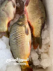  5 محل بيع سمك