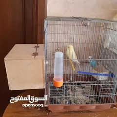  11 طيور حب للبيع سعر الجوز 15دينار مع قفص والمعالفه وبياضاه . طيور حب انجليزي