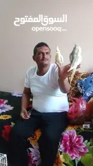  6 كوكاتيل اليفين جداا
