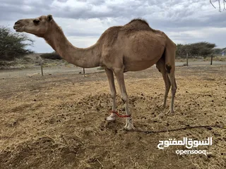  1 ناقه باطنيه ابو غزال الريائسه و ام بنت بحري