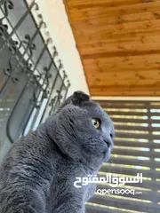  4 قط Scottish Fold للبيع بسعر مميز