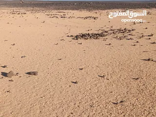  3 تملك قطعة أرض مساحة 10 دونمات ب 3300 دينار لكامل القطعة قوشان مستقل المفرق أراضي البادية الشمالية