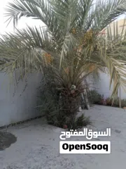  12 لتنظيف النخيل والواشنتونيا والاهتمام بالحدائق والثمار بكافه انواعها