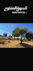  5 قطعت ارض في أم جوزه دنم و 23 متر (قابل  للتفاوض)موقع رائع الحجر مستورد من نابلس و انبا في 1950