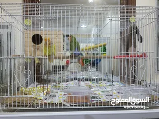  21 بيع الأثاث ومستلزمات الأطفال وإكسسوارات الحيوانات الأليفة وأقفاص الطيور  birds cages baby   items