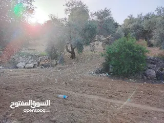  22 مزرعة زيتون ملوكية اطلالة ع الغرب و جبال فلسطين ع ثلاث شوراع قرب شارع الستين ثغرة السلطان