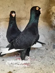  3 حمام عروق نخب