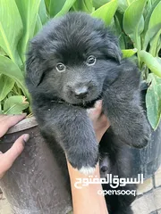  3 جراء جيرمن مستوا عالمي اهالي مستورده