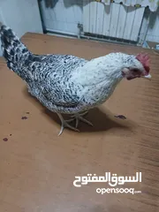  1 دجاجة فيومي للبيع