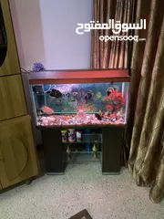  30 حوض سمك اوسكر كامل اغراضو للبيع