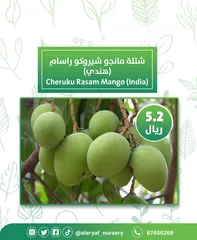  14 شتلات و أشجار المانجو المختلفة لدى مشتل الأرياف بأسعار مناسبة ومنافسة  mango tree