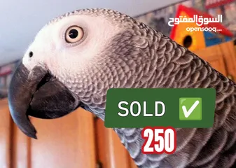  1 African Grey Parrot and all accessories