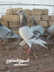  1 مجموعة زواجل