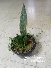  10 داخلي نخب اول