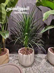  30 Indoor plants maintenence and outdoor garden maintenence with all kind of arrangements