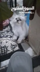  3 قطط فارسي للبيع