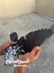  2 تنظيف سطح جوزين بسعر حرق