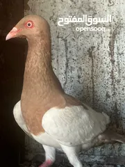  6 حمام مشكل أجنبي وبلدي بسعر حرق