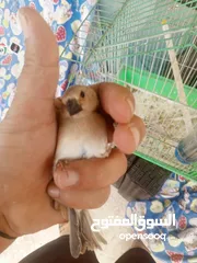  3 حسون صحراوي  شحرور.