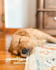  4 جراء جولدن وسامويد