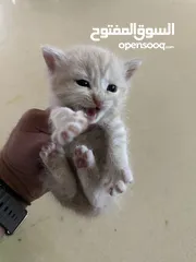  6 3 قطط للبيع هميلايا