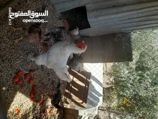  1 ديك براهما