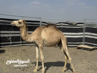  4 للبيع قعود حج