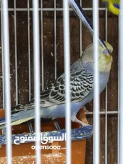  5 حب اليف لون أزرق
