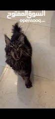  3 Maine COON / Male - black and brown rare ماين كون نادر
