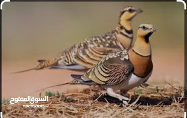  1 قطا عراقي زوج