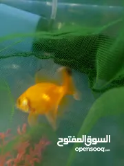  7 اسماك جوبي مولي تيترا جلاس وتيترا بلاك نيون وجولد فيش وزيبرا إقراء الوصف