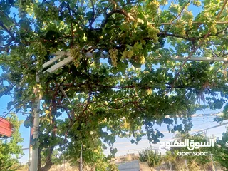  4 بيت مستقل تقريبا مزرعه مشيكه كامله مزروعع عنب وحمضيات مساحه البناء 160م وغرفه خارجيه 40م الواقع احلا