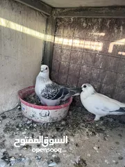  10 جواز للبيع سعر طري