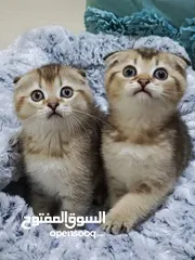  1 قطط سكوتش فولد + ستريت الوان مختلفه واعمار مختلفه الاسعار من ابتداء من  70ل 120  اناث وذكور اهالي