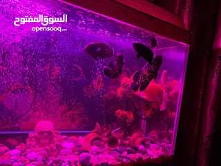 5 حوض سمك اوسكر كامل اغراضو للبيع