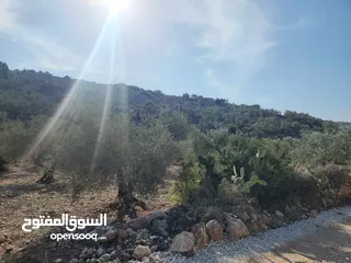  6 حصة 470م منطقة المنتزة